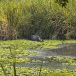 2024-10 - Népal - J11 - Parc National de Chitwan - 018